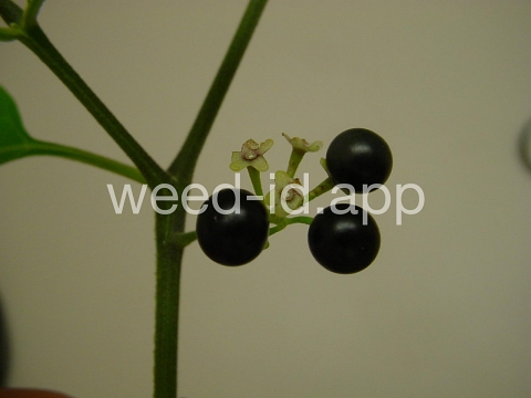 nightshade, American black
